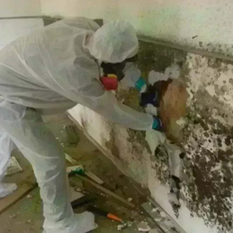 Mold Remediation and Removal in Steuben, ME